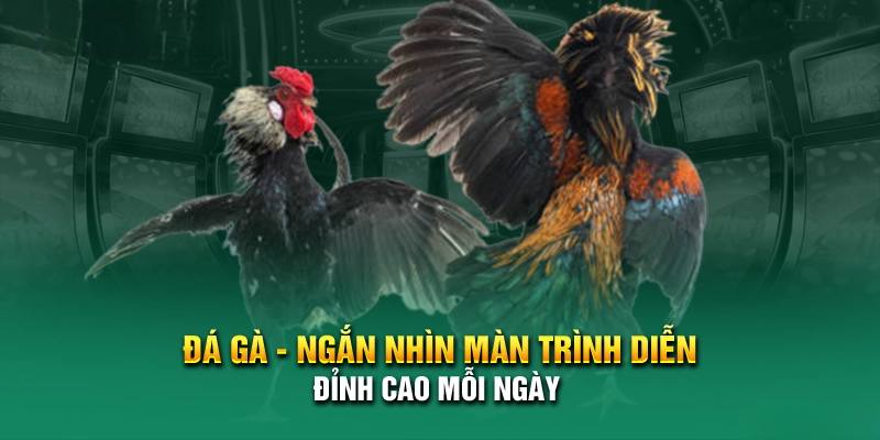 Những hình thức đá gà được yêu thích tại nhà cái