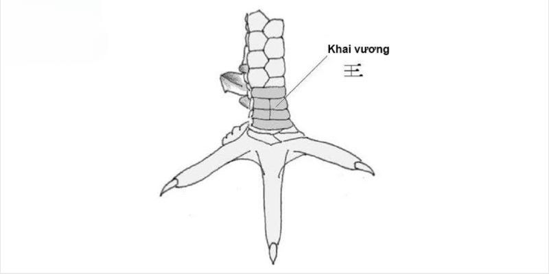 Giới thiệu về vảy gà khai vương