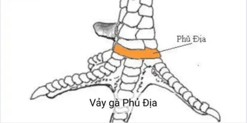 Như thế nào là vảy gà phú địa?